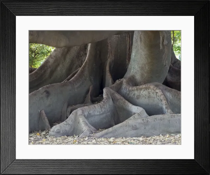 Framed Print : Bosques de Palermo park. Buenos Aires, capital of Argentina Framed Print : Bosques de Palermo park. Buenos Aires, capital of Argentina