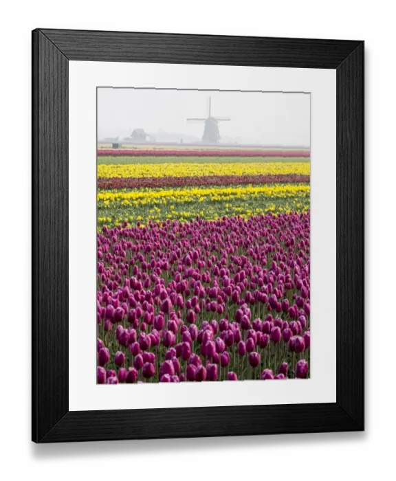 Framed Print : Flower with windmill in fog Framed Print : Flower with windmill in fog