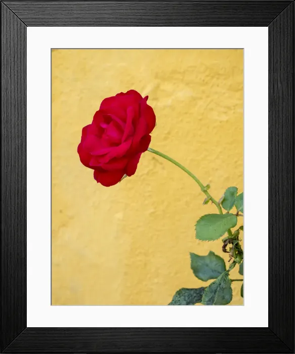 Framed Print : Europe, Portugal, Obidos. red rose growing against a bright yellow painted home
