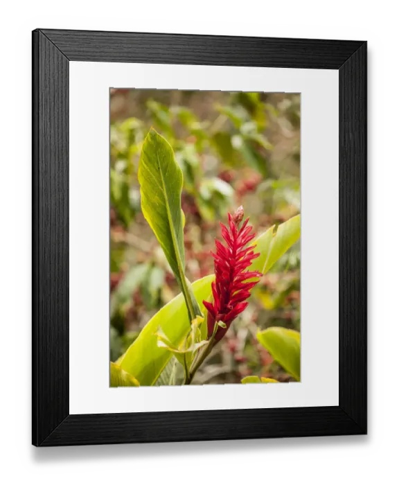 Framed Print : Alajuela Poas Volcano area of Costa Rica. Red ginger plant in flower Framed Print : Alajuela Poas Volcano area of Costa Rica. Red ginger plant in flower