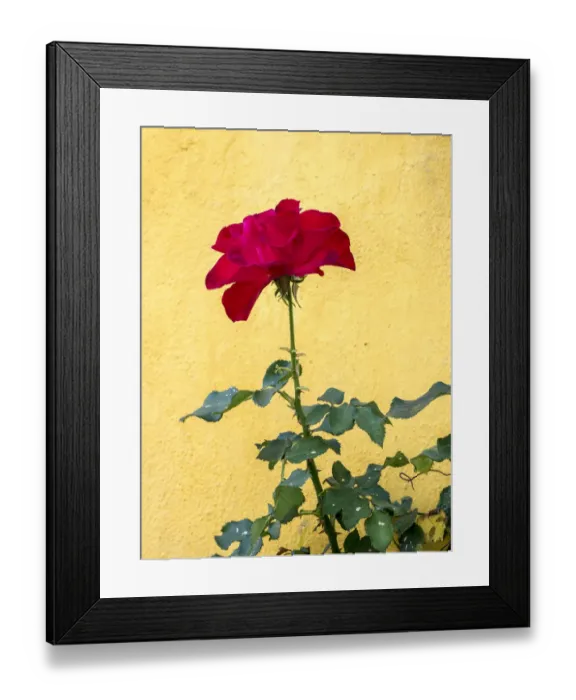 Framed Print : Portugal, Obidos. Red rose growing against a bright yellow painted home Framed Print : Portugal, Obidos. Red rose growing against a bright yellow painted home