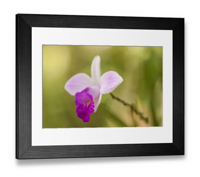 Framed Print : Tortuguero National Park, Costa Rica. Wild orchid growing around the Pachira Lodge Framed Print : Tortuguero National Park, Costa Rica. Wild orchid growing around the Pachira Lodge