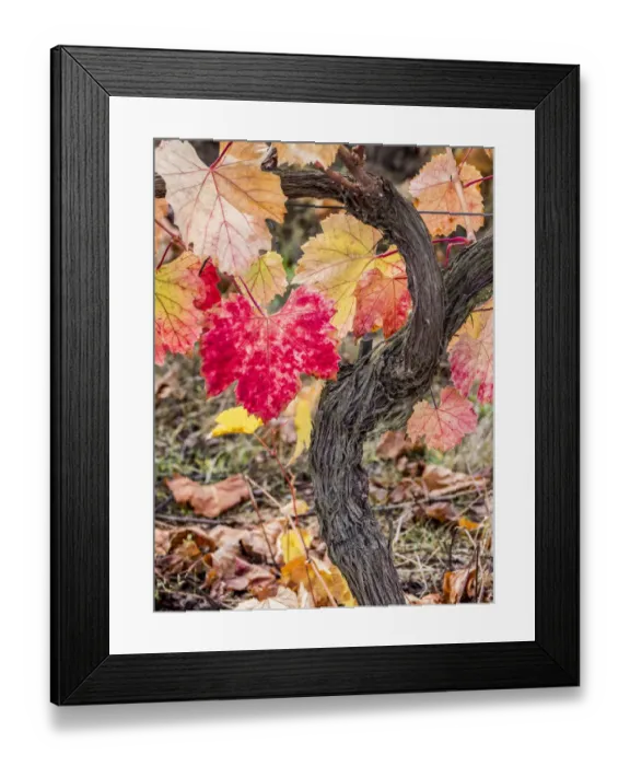 Framed Print : Europe, Portugal, Douro Valley. A close-up of a red leaf in a vineyard on the hills in autumn Framed Print : Europe, Portugal, Douro Valley. A close-up of a red leaf in a vineyard on the hills in autumn