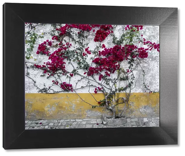 Portugal, Obidos. Beautiful bougainvillea blooming in the town of Obidos, one of