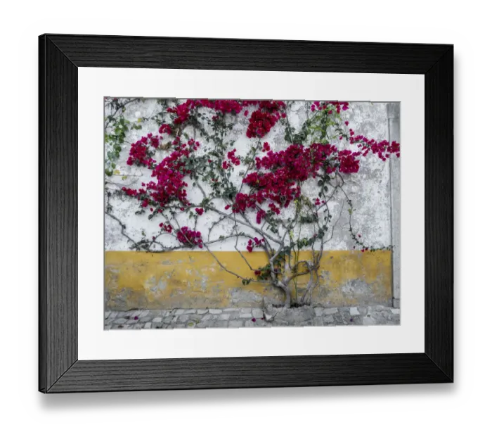 Framed Print : Portugal, Obidos. Beautiful bougainvillea blooming in the town of Obidos, one of Framed Print : Portugal, Obidos. Beautiful bougainvillea blooming in the town of Obidos, one of