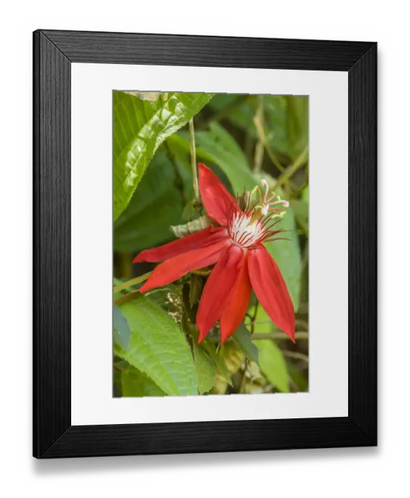 Framed Print : La Garita, Costa Rica. Red passion flower or scarlet passion flower (Passiflora coccinea)