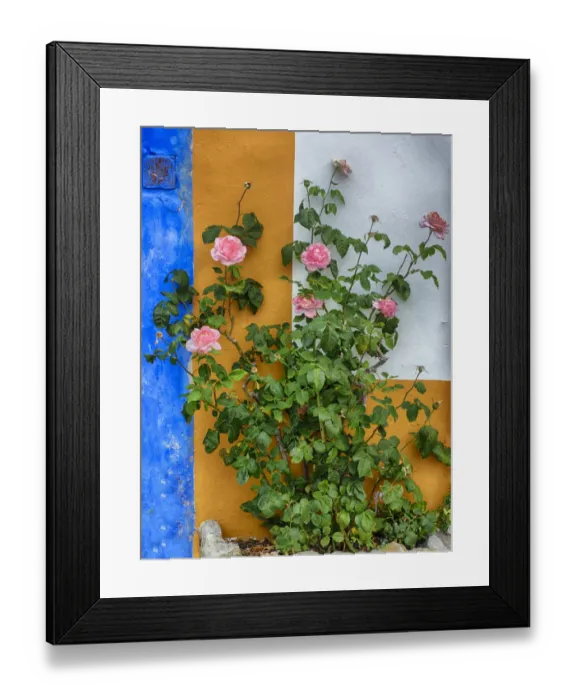 Framed Print : Roses growing