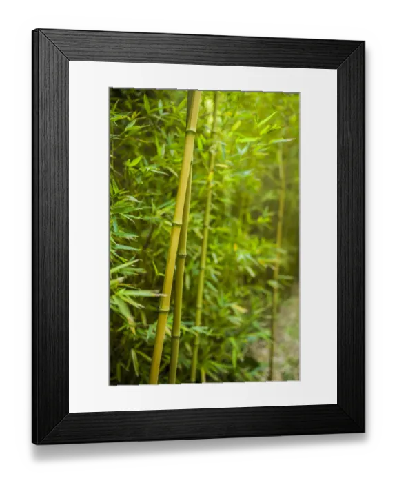 Framed Print : Portugal, Azores, Sao Miguel Island, Furnas. Terra Nostra Garden, bamboo forest Framed Print : Portugal, Azores, Sao Miguel Island, Furnas. Terra Nostra Garden, bamboo forest