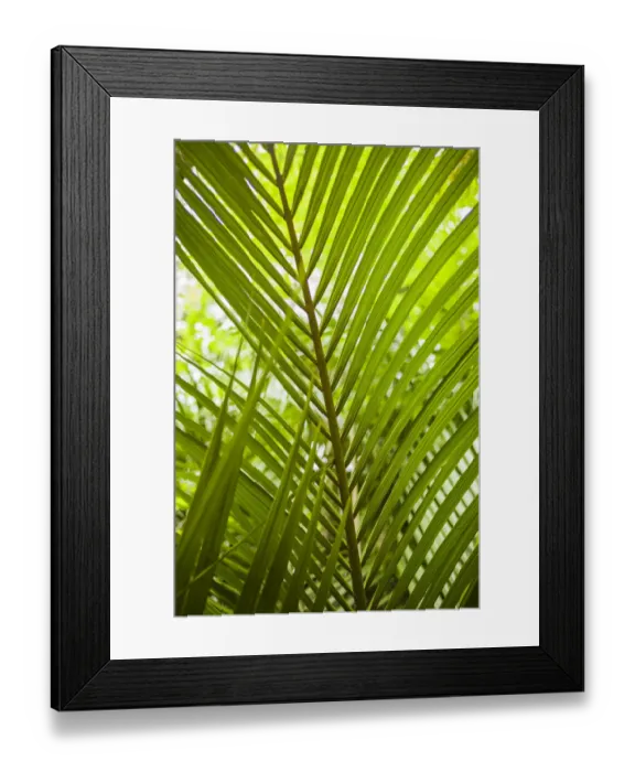Framed Print : Portugal, Azores, Sao Miguel Island, Furnas. Terra Nostra Garden Framed Print : Portugal, Azores, Sao Miguel Island, Furnas. Terra Nostra Garden