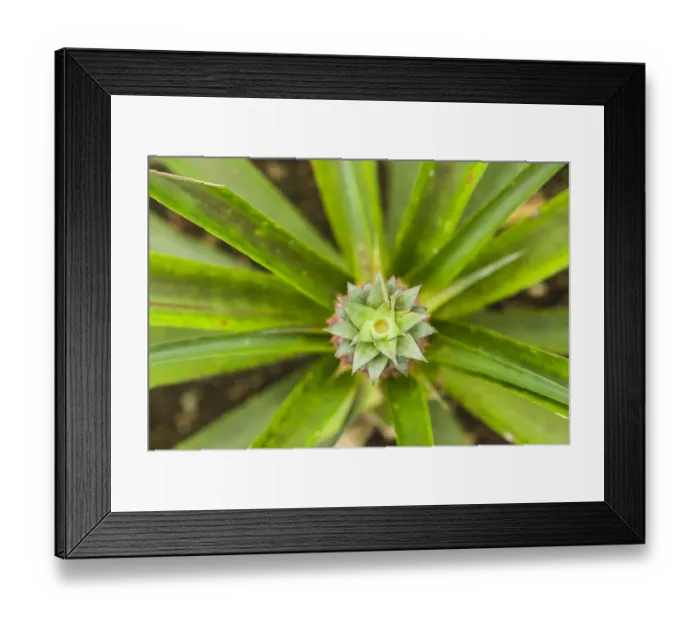 Framed Print : Portugal, Azores, Sao Miguel Island, Ponta Delgada Framed Print : Portugal, Azores, Sao Miguel Island, Ponta Delgada