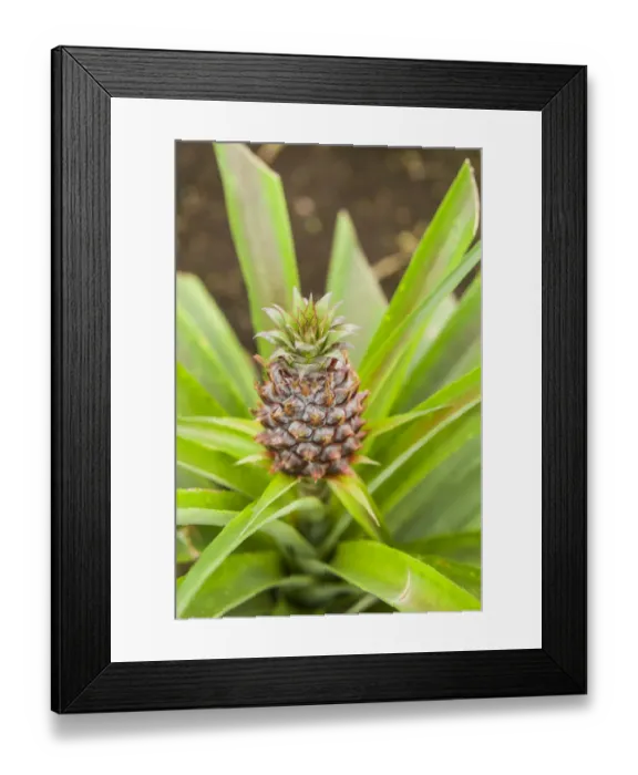 Framed Print : Portugal, Azores, Sao Miguel Island, Ponta Delgada