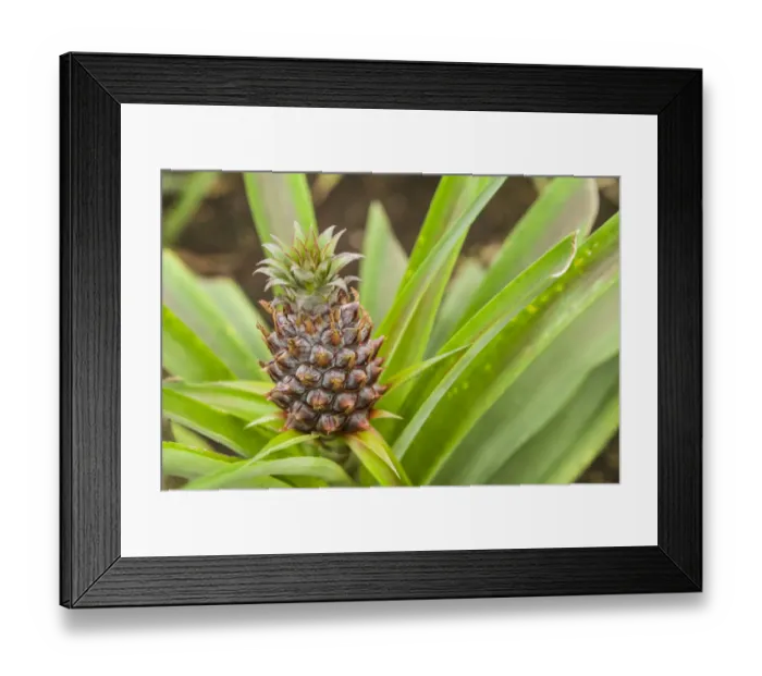 Framed Print : Portugal, Azores, Sao Miguel Island, Ponta Delgada