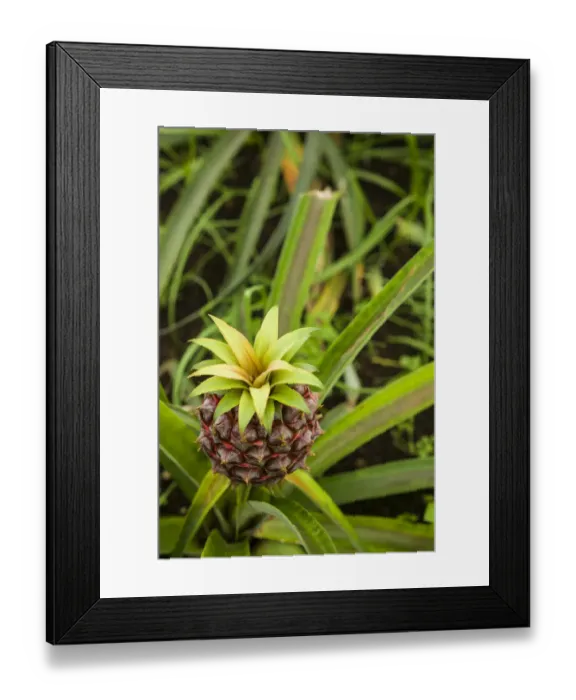 Framed Print : Portugal, Azores, Sao Miguel Island, Ponta Delgada Framed Print : Portugal, Azores, Sao Miguel Island, Ponta Delgada