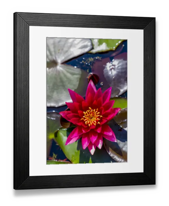 Framed Print : Croatia, Zagreb. Water lily plant in Botanical Gardens Framed Print : Croatia, Zagreb. Water lily plant in Botanical Gardens