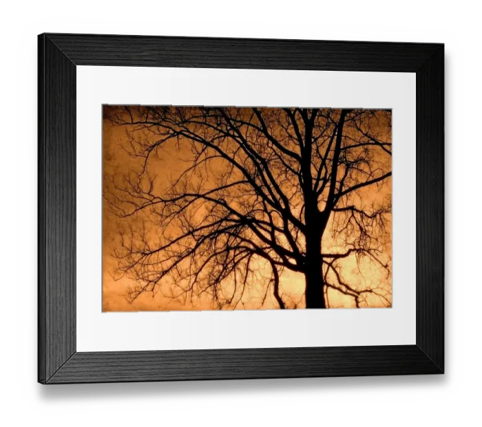 Framed Print : Canada. Cottonwood tree silhouette. Credit as: Mike Grandmaison / Jaynes Gallery / DanitaDelimont Framed Print : Canada. Cottonwood tree silhouette. Credit as: Mike Grandmaison / Jaynes Gallery / DanitaDelimont