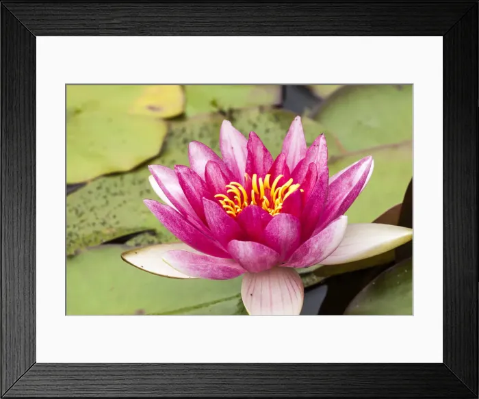 Framed Print : Water lilly bloom and lily pads in a pond