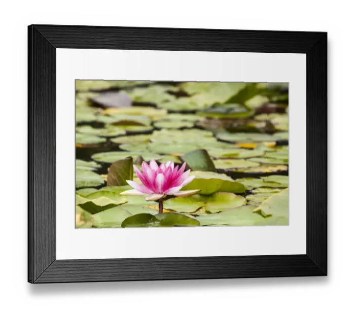 Framed Print : Water lilies blooming and lily pads in a pond Framed Print : Water lilies blooming and lily pads in a pond