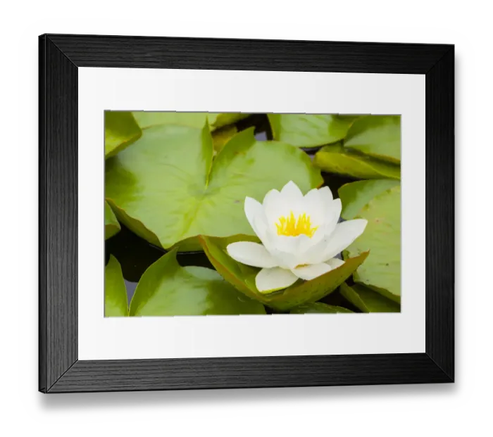 Framed Print : Water lilies blooming and lily pads in a pond Framed Print : Water lilies blooming and lily pads in a pond