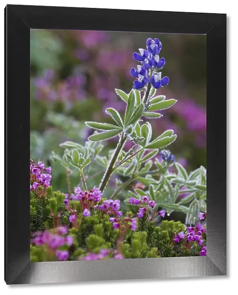 Alpine wildflowers, lupine and heather