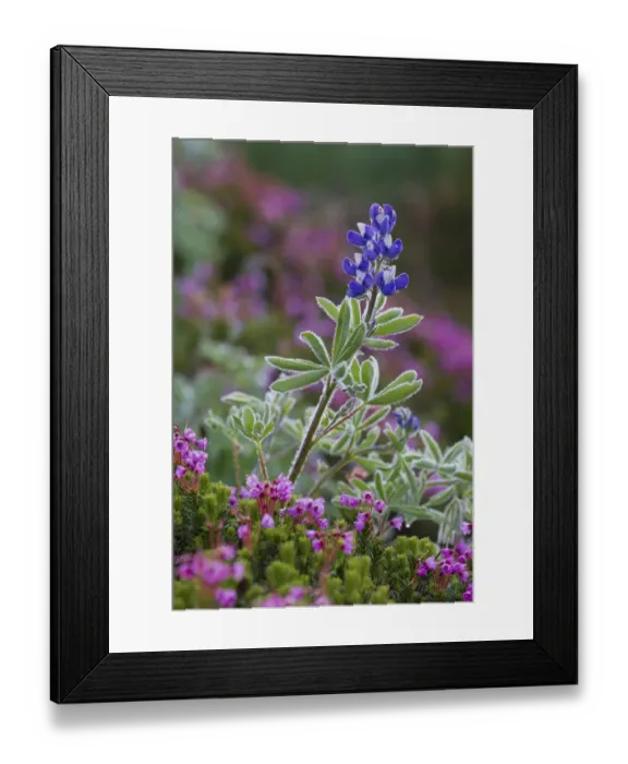 Framed Print : Alpine wildflowers, lupine and heather Framed Print : Alpine wildflowers, lupine and heather