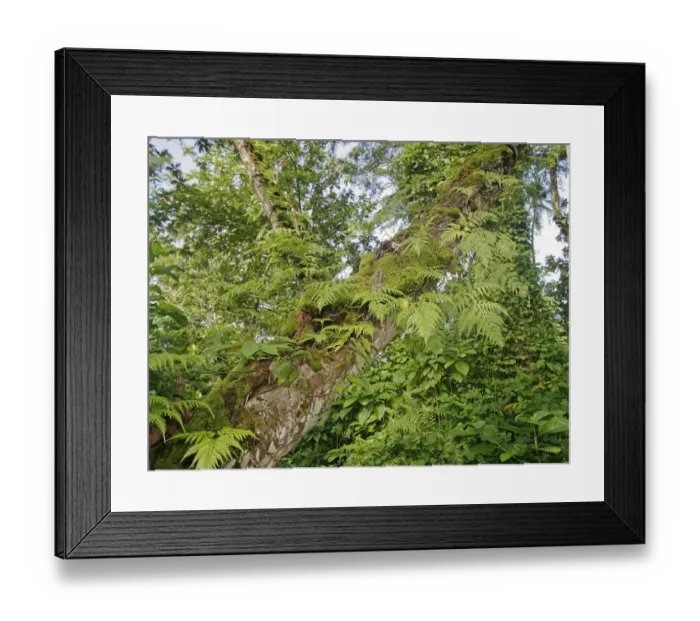 Framed Print : Kosrae, Micronesia. Ferns and other tropical plants climb a tree