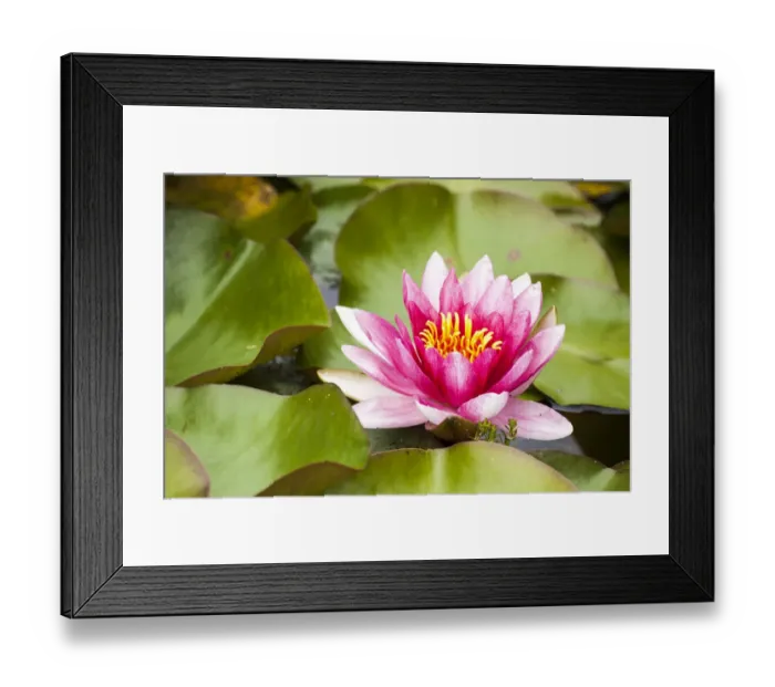 Framed Print : Water lilies blooming and lily pads in a pond Framed Print : Water lilies blooming and lily pads in a pond