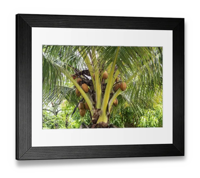 Framed Print : Kosrae, Micronesia. Ripe coconuts growing on a coconut tree