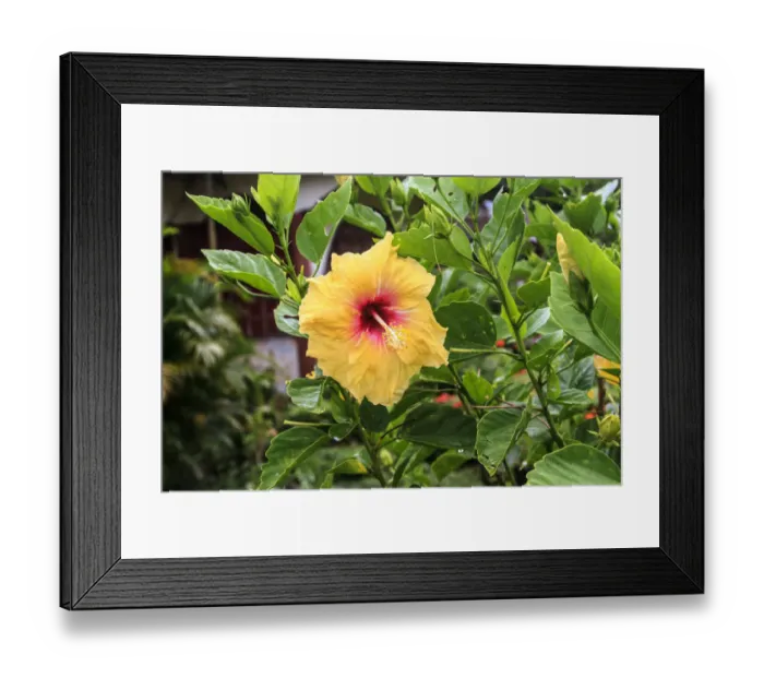 Framed Print : Kosrae, Micronesia. Hibiscus flower growing on bush