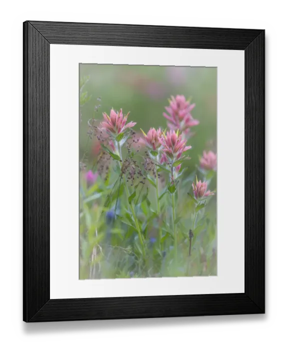 Framed Print : Canada, British Columbia, East Kootenay Mountains. Indian paintbrush scenic. Credit as Framed Print : Canada, British Columbia, East Kootenay Mountains. Indian paintbrush scenic. Credit as