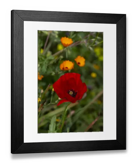 Framed Print : Fez, Morocco. Red poppy and orange flowers in a field