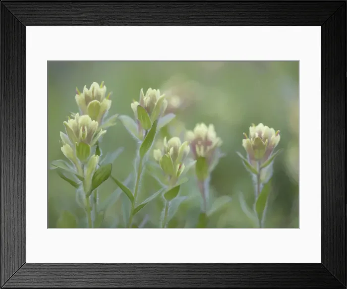 Framed Print : Canada, British Columbia, East Kootenay Mountains. Indian paintbrush scenic. Credit as Framed Print : Canada, British Columbia, East Kootenay Mountains. Indian paintbrush scenic. Credit as