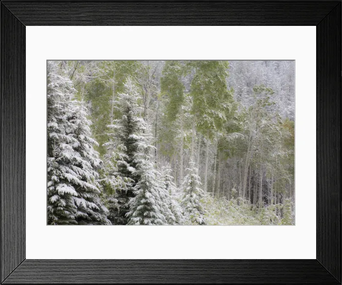 Framed Print : Fresh late summer snow on Evergreen trees, Banff National Park, Alberta, Canada Framed Print : Fresh late summer snow on Evergreen trees, Banff National Park, Alberta, Canada