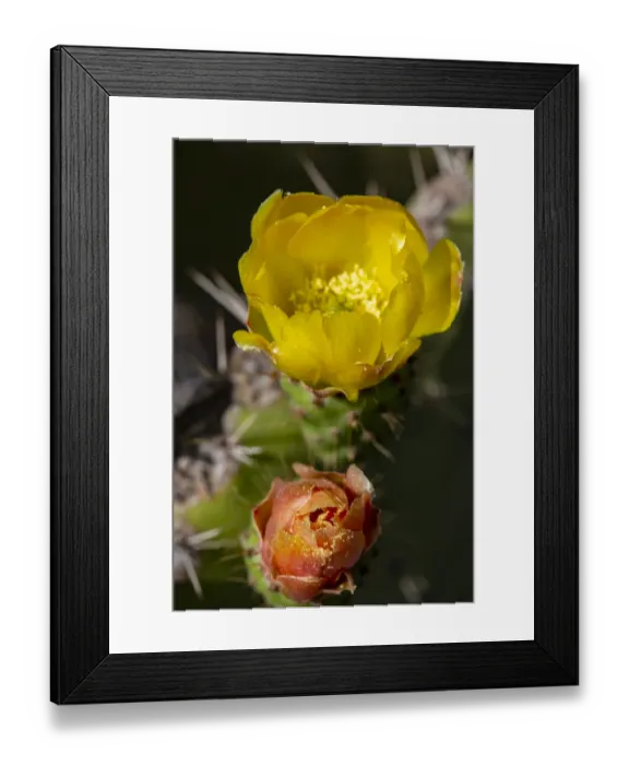 Framed Print : Marrakech, Morocco. Flowering yellow and orange cactus