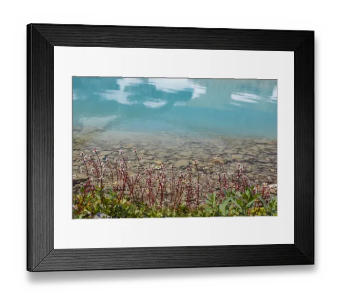 Framed Print : Canada, British Columbia, East Kootenay Mountains. Redstem saxifrage on lake shore