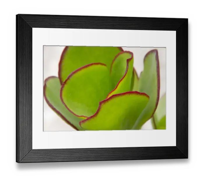 Framed Print : Cactus. Swakopmund, Erongo Region, Namibia Framed Print : Cactus. Swakopmund, Erongo Region, Namibia