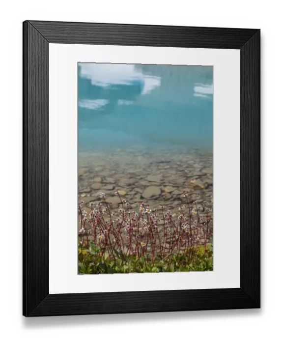 Framed Print : Canada, British Columbia, East Kootenay Mountains. Redstem saxifrage on lake shore Framed Print : Canada, British Columbia, East Kootenay Mountains. Redstem saxifrage on lake shore