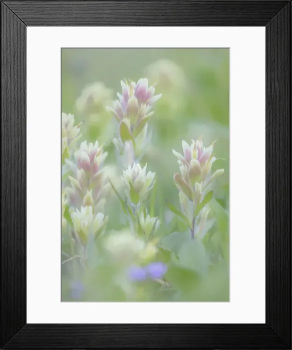 Framed Print : Canada, British Columbia, East Kootenay Mountains. Indian paintbrush flowers. Credit as Framed Print : Canada, British Columbia, East Kootenay Mountains. Indian paintbrush flowers. Credit as