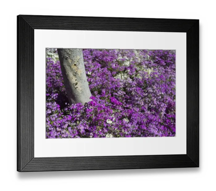 Framed Print : Flowers surrounding a tree, Johannesburg, South Africa Framed Print : Flowers surrounding a tree, Johannesburg, South Africa
