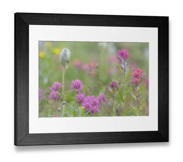 Framed Print : Canada, British Columbia, East Kootenay Mountains. Indian paintbrush flowers. Credit as