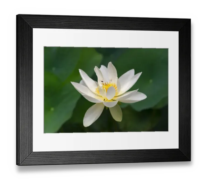 Framed Print : Lotus flower, China