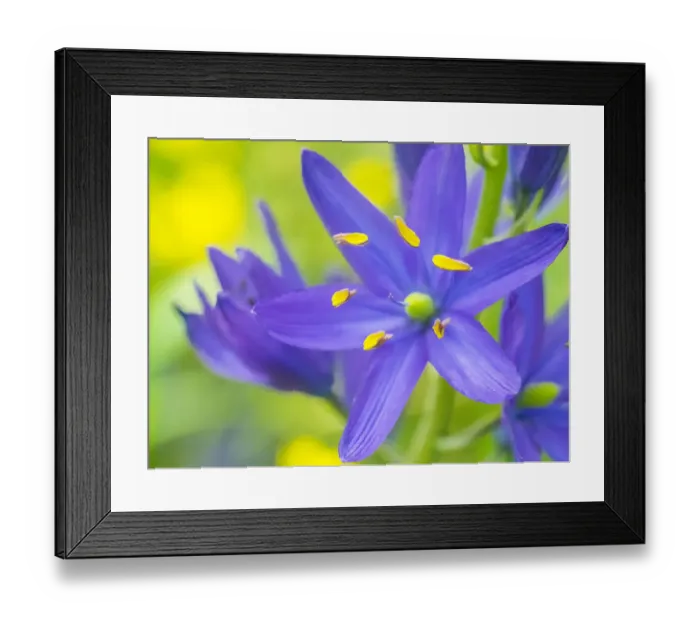 Framed Print : Camas close-up Framed Print : Camas close-up