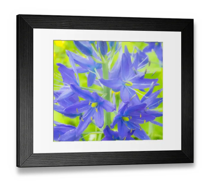 Framed Print : Camas close-up Framed Print : Camas close-up