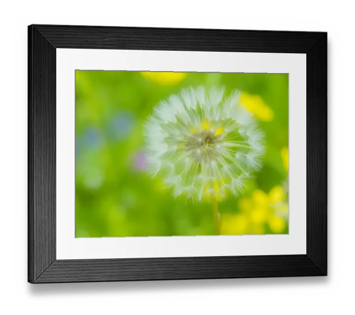 Framed Print : Dandelion seedhead close-up Framed Print : Dandelion seedhead close-up