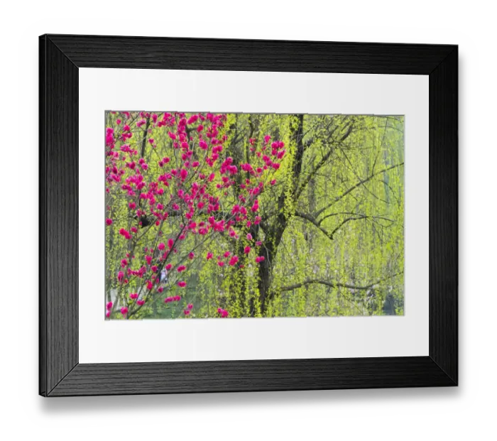 Framed Print : Peach flowers and willow trees, Sichuan Province, China Framed Print : Peach flowers and willow trees, Sichuan Province, China