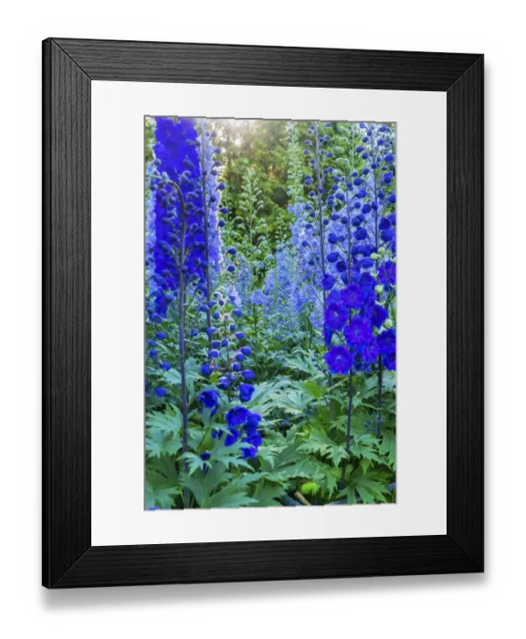 Framed Print : Delphinium larkspur, VanDusen Botanical Garden, Vancouver, British Columbia, Canada Framed Print : Delphinium larkspur, VanDusen Botanical Garden, Vancouver, British Columbia, Canada