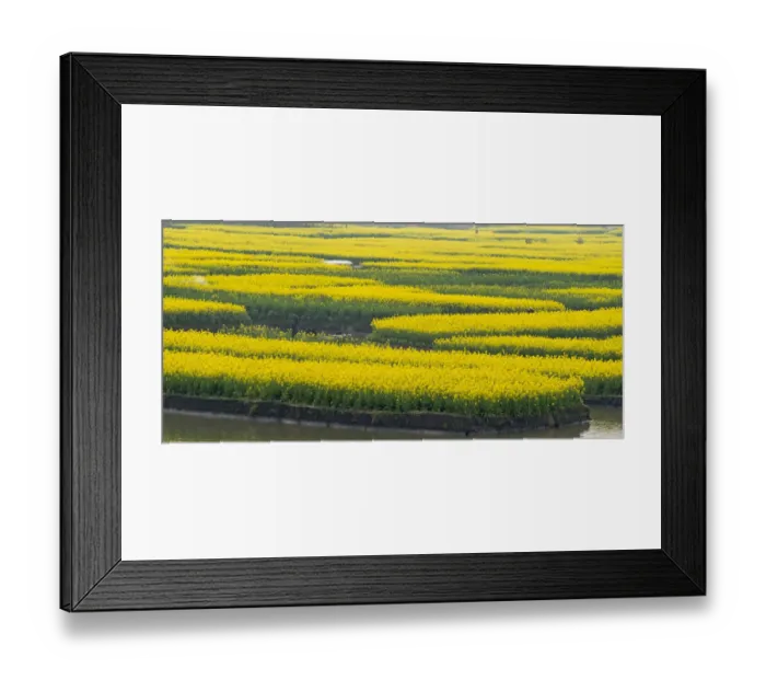 Framed Print : Thousand-Islet canola flower fields with rivers flowing through, Xinghua, Jiangsu Province Framed Print : Thousand-Islet canola flower fields with rivers flowing through, Xinghua, Jiangsu Province