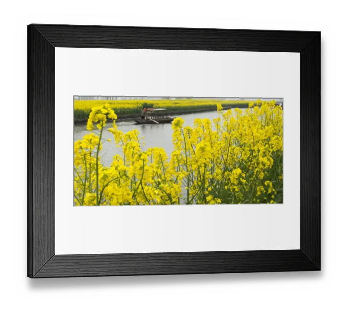 Framed Print : Rowing boat on river through Thousand-Islet canola flower fields, Xinghua, Jiangsu Province Framed Print : Rowing boat on river through Thousand-Islet canola flower fields, Xinghua, Jiangsu Province