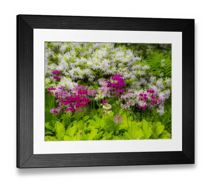 Framed Print : Azalea and primrose in beautiful garden Framed Print : Azalea and primrose in beautiful garden