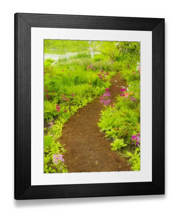 Framed Print : The Japanese garden at the Gardens of Hatley Castle with path leading to a pond
