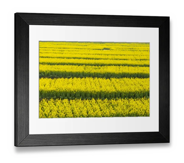 Framed Print : Canola flower fields, Xinghua, Jiangsu Province, China Framed Print : Canola flower fields, Xinghua, Jiangsu Province, China